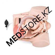 Симулятор процесса родов, нижняя часть тела, младенец, пуповина, плацента