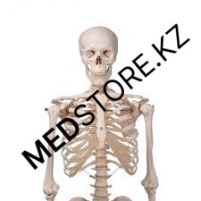 A10 Модель анатомического скелета человека Стэн на роликовой подставке