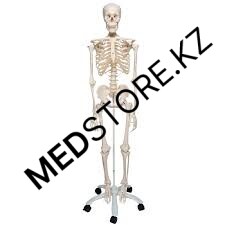 A10 Модель анатомического скелета человека Стэн на роликовой подставке