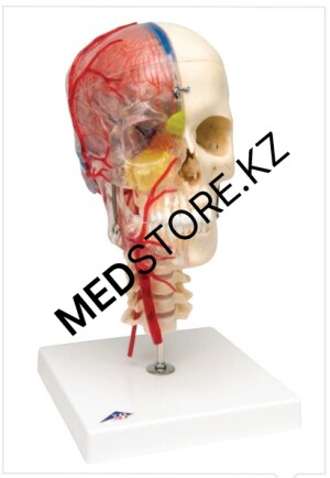 Дидактическая модель черепа класса «люкс», материал BONElike, 8 частей