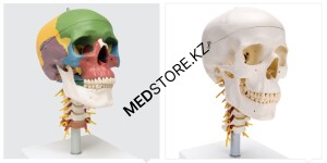 Дидактическая модель черепа на шейном отделе позвоночника, 4 части