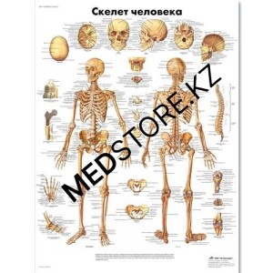 Анатомические и медицинские плакаты на опорно-двигательный аппарат человека